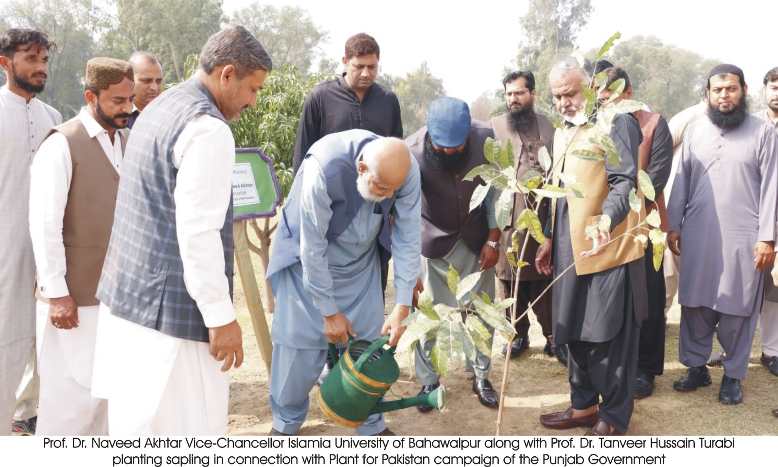 tree plantation (eng)