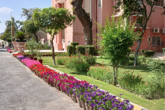 IUB Estate Care has decorated each campus with a variety of vibrant flowers to celebrate spring 2026.