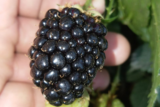 Successfully grown blackberry plants and harvested healthy fruits at IUB farm