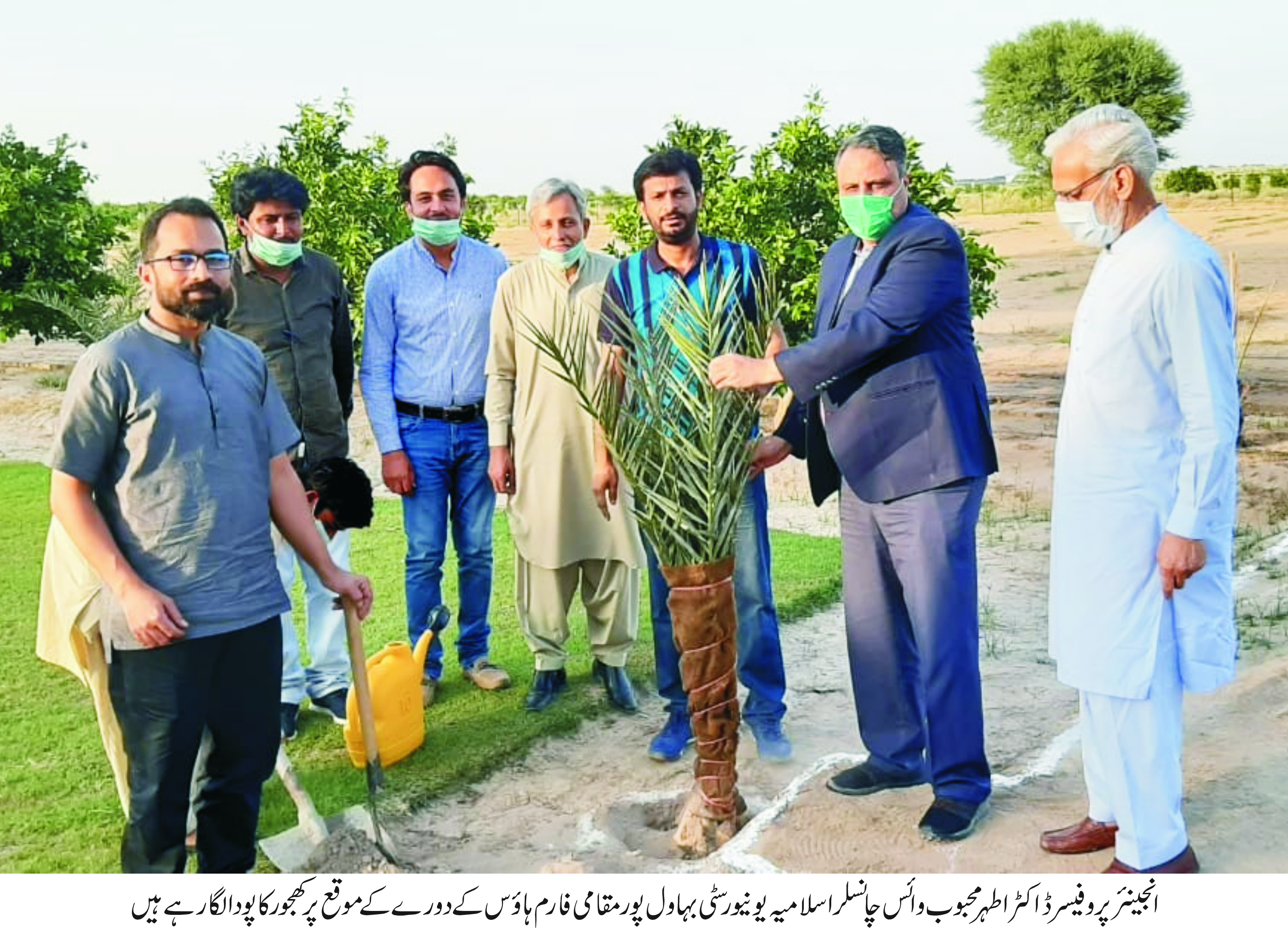 Tree Plantation